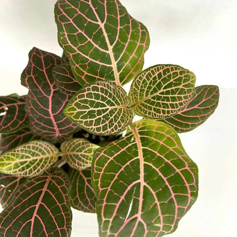 Pink fittonia 💕🌿